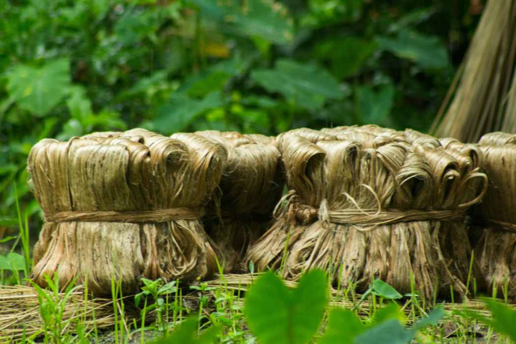 **Alt Text:** Bundles of processed jute fiber tied with natural twine, representing the sustainable and eco-friendly practices of SA Shamim Jute Mills Ltd. in Bangladesh.